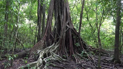 Giant Fig tree with big roots stand in lowland rainforest Stock Footage 115096629