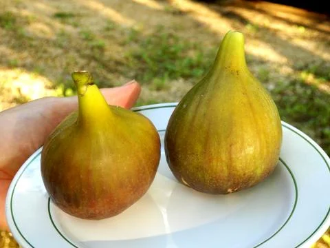 Giant Figs Stock Photos
