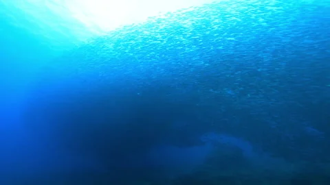 Giant fish schooling Stockbeeldmateriaal 160085562