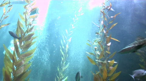 Giant Fishtank Stock-Footage 500893