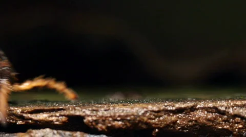 Giant Flat-backed millipede (Polydesmidae) Stock Footage 783674