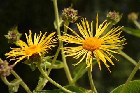 Giant fleabane Stock Photos