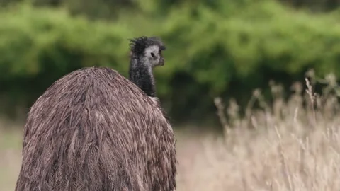 Giant flightless native Australian emu eating and turning to look at Stock Footage 140769502