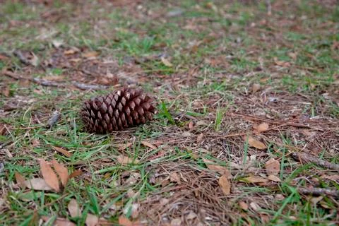 Giant florida pinecone Stock-Fotos