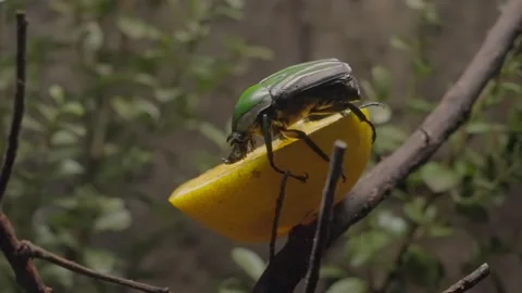 Giant flower beetle feeding on fruit 스톡 동영상 220097601