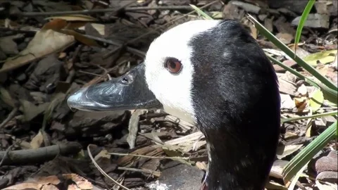 Giant Fly Attacking White-Faced Whistling Duck Stock Footage 76009171