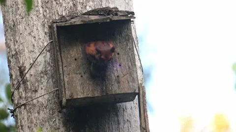 Giant flying red squirrel, in Sabak, Borneo 스톡 동영상 347218088