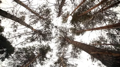 Giant Forest Trees (Low Angled) Video stock 49951022