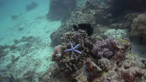 Giant frog-fish (Commerson frogfish) (Antennarius commerson) and the sea stars Stock Footage 89651797