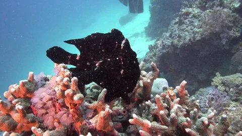 Giant frog-fish (Commerson frogfish) (Antennarius commerson) and the sea stars Vídeos de archivo 89651880