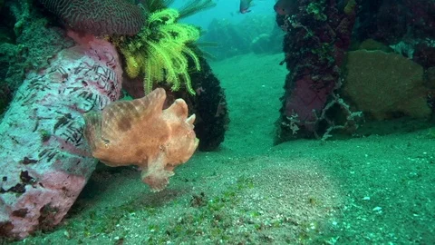 Giant frog-fish (Commerson frogfish) (Antennarius commerson)  is swiming Stock Footage 90061845