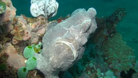 Giant frog fish Stock Footage 90767890