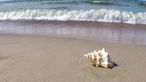 Giant frog Shell on a beach Stock-Footage 89376130