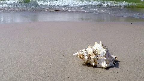 Giant frog Shell on a beach Vídeo Stock 89940417