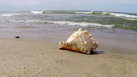 Giant frog Shell on a beach Vídeo Stock 89940463