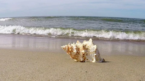 Giant frog Shell on a beach Stock-Footage 89940473