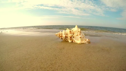 Giant frog Shell on a beach Vídeo Stock 89988337