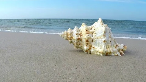 Giant frog Shell on a beach Vídeo Stock 89988367