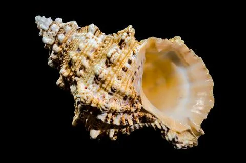 Giant Frog Snail Shell Isolated: Detailed Texture on Black Background Stock Photos