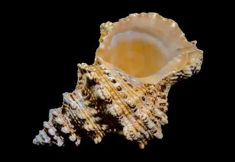 Giant Frog Snail Shell Isolated: Detailed Texture on Black Background Stock Photos