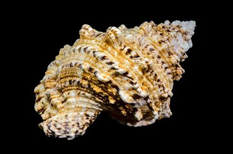 Giant Frog Snail Shell Isolated: Detailed Texture on Black Background Stock Photos
