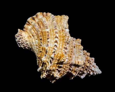 Giant Frog Snail Shell Isolated: Detailed Texture on Black Background Stock Photos