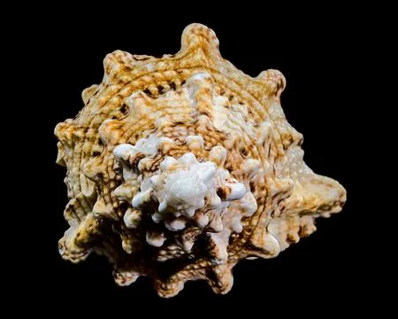 Giant Frog Snail Shell Isolated: Detailed Texture on Black Background Stock Photos