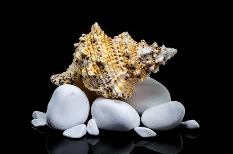 Giant Frog Snail Shell on White Stones: Black Reflection Stock Photos