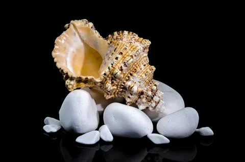 Giant Frog Snail Shell on White Stones: Black Reflection Stock Photos