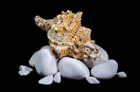 Giant Frog Snail Shell on White Stones: Black Reflection Stock Photos