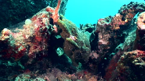 Giant frogfish (Antennarius commerson) green Video stock 59190618