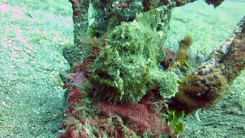 Giant frogfish,  antennarius commerson sitting on coral , Raja Ampat Stock Footage 80664698