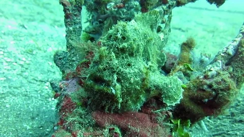 Giant frogfish,  antennarius commerson sitting on coral , Raja Ampat Stock Footage 80664737