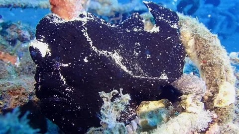 Giant Frogfish - Black Stock Footage 167719685