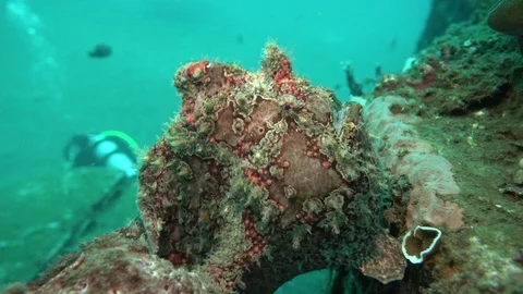 Giant frogfish breathing Video stock 94162110