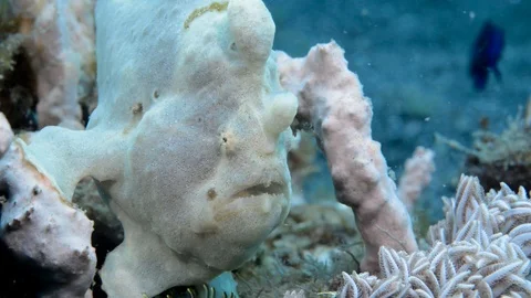 Giant Frogfish in clear water Stock Footage 112236647