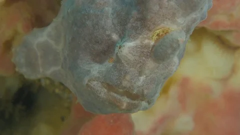 Giant frogfish close-up Stockbeeldmateriaal 83228554