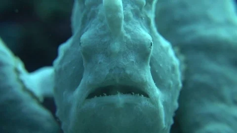 Giant frogfish face on profile Video stock 70706356
