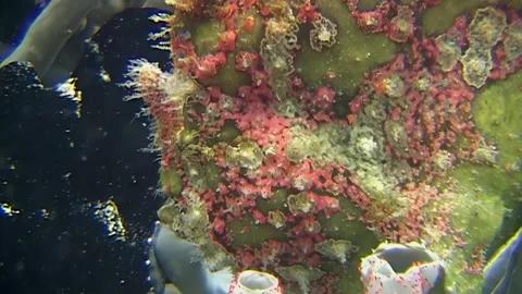 Giant Frogfish Hides in Plain Sight on Sipadan Island Reef Video stock 324166011