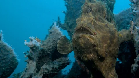 Giant Frogfish Swims Stock Footage 112236592
