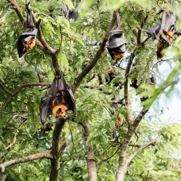 Giant fruit bat on tree Stock Photos