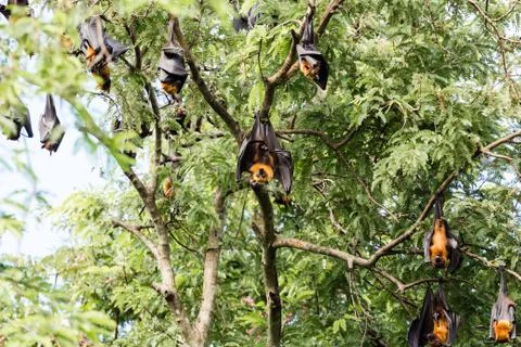 Giant fruit bat on tree Stock Photos