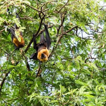 Giant fruit bat on tree Stock Photos