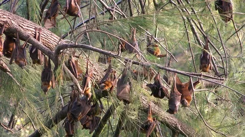 Giant fruit bats hang from trees in Carnarvan National Park, Queensland, Stock-Footage 95213799