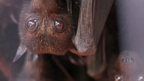 Giant Fruit Bats or Large Flying Foxes Pteropus vampyrus  Stock Footage 250557612