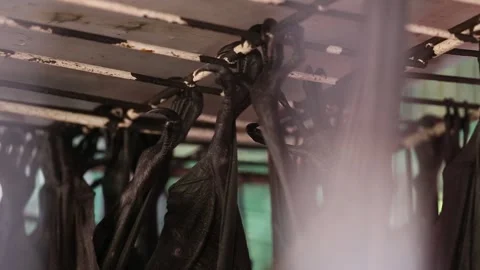 Giant Fruit Bats or Large Flying Foxes Pteropus vampyrus  Stock Footage 250557625