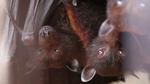 Giant Fruit Bats or Large Flying Foxes Pteropus vampyrus  Stock Footage 250557626