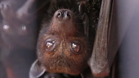 Giant Fruit Bats or Large Flying Foxes Pteropus vampyrus  Stock Footage 250557630
