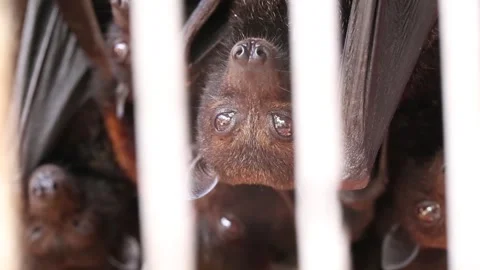 Giant Fruit Bats or Large Flying Foxes Pteropus vampyrus in javan traditional ma Stock Footage 250557632