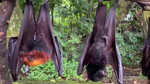 Giant fruit bats or large flying foxes - Pteropus vampyrus, Pteropus giganteus Stock Footage 276593304